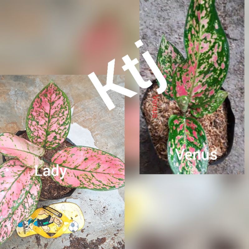 paket 2 jenis bunga aglonema lady dan venus