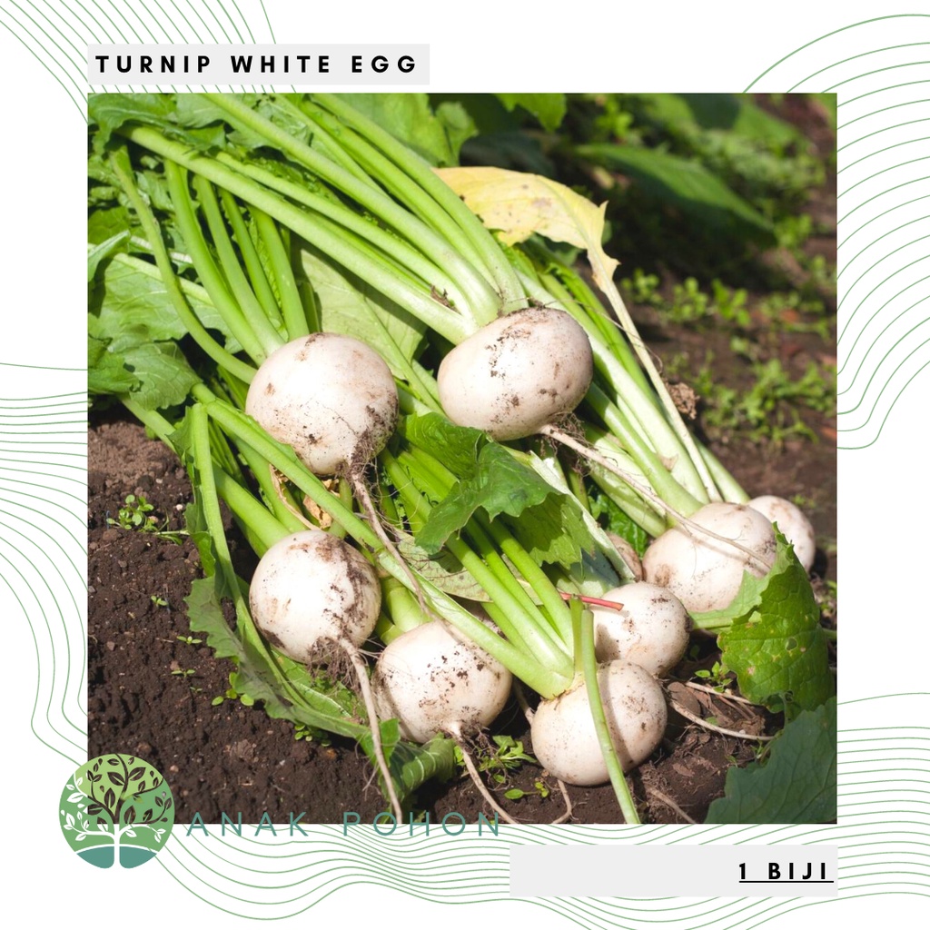 Benih Bibit Biji - Turnip White Egg Lobak Seeds - IMPORT