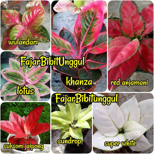 Paket 7 bunga aglonema (wulandari,lotus,suksom jaipong,khanza,sundrop,red anjamani,super white)