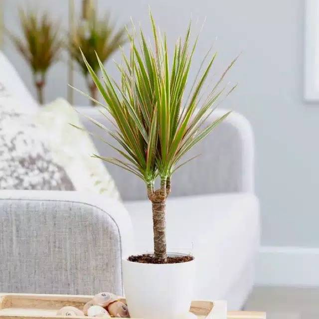 Tanaman hias Dracena / tricolor