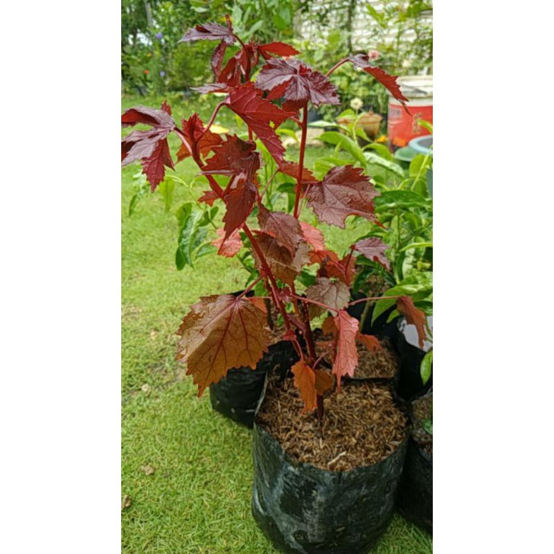 Hibiscus Acetosella - Hibiscus Panama Red - Bunga Sepatu