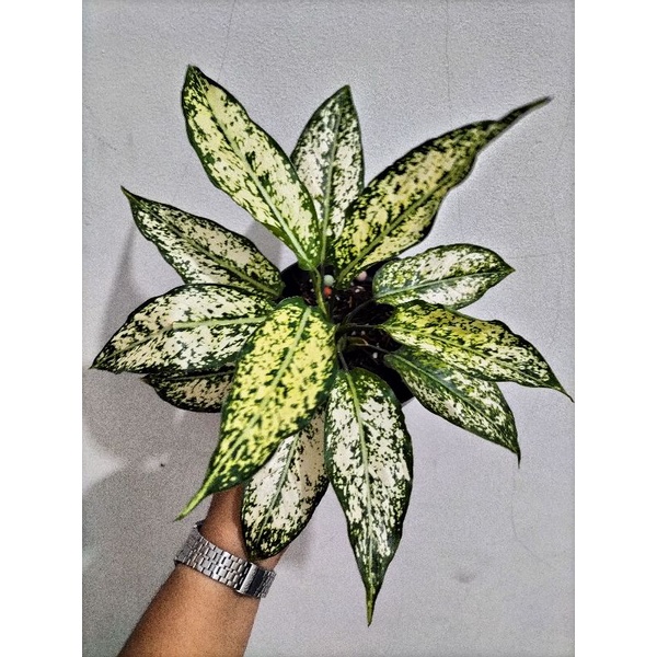 Aglaonema Snow White