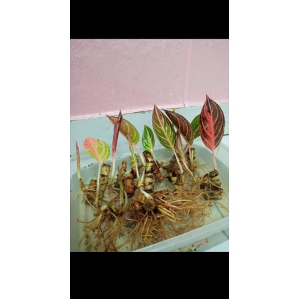 aglonema red Sumatra (Fred of sumatra)