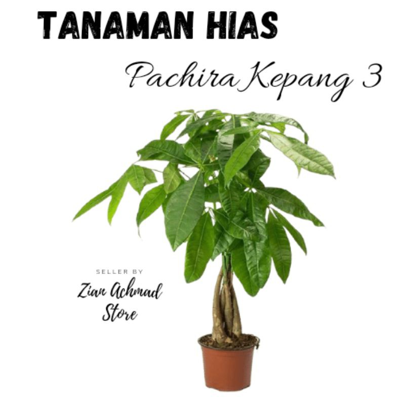tanaman hias pachira kepang 3 / tanaman hias murah / tanaman hias pachira