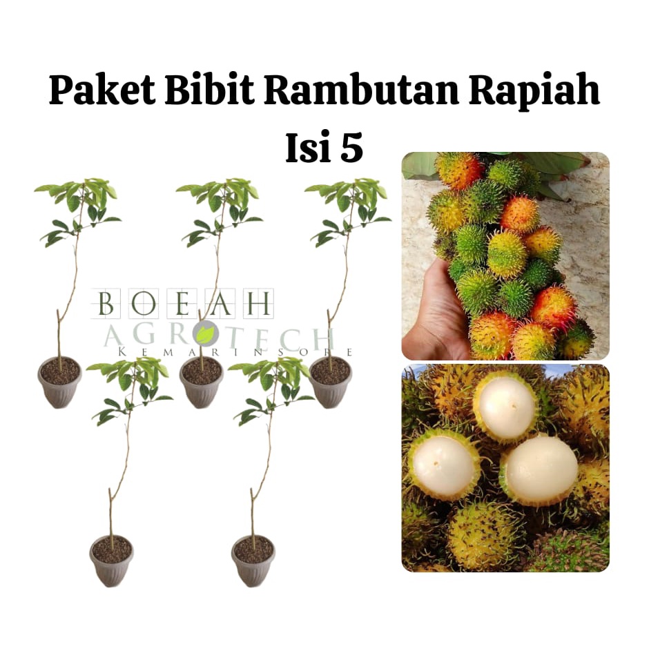 Paket Hemat Bibit Rambutan Rapiah Isi 5 Bonus Bibit Strawberry+Polibag