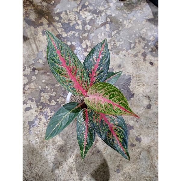 Aglaonema Hot Lady
