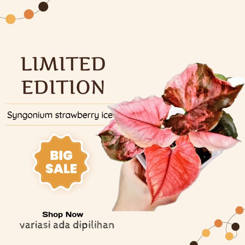 Tanaman hias Syngonium strawberry ice Original