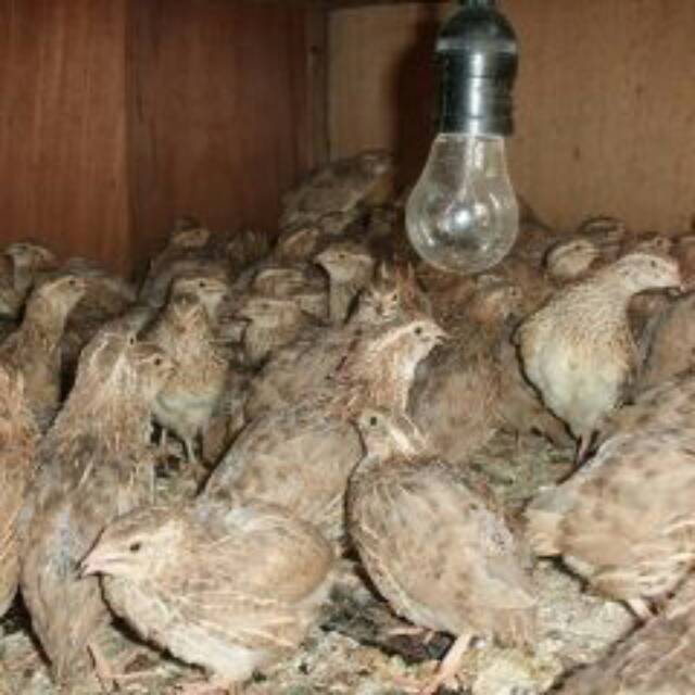 Burung Puyuh Puyuh Ungkep Telur Puyuh Shopee Indonesia