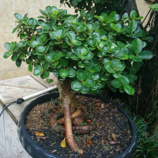 Bonsai Beringin Korea Lucu Shopee Indonesia