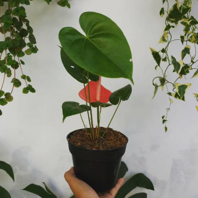 Banting Harga Tanaman Hias Anthurium Mini Mickey Mouse B67WYe5fVKaKe8