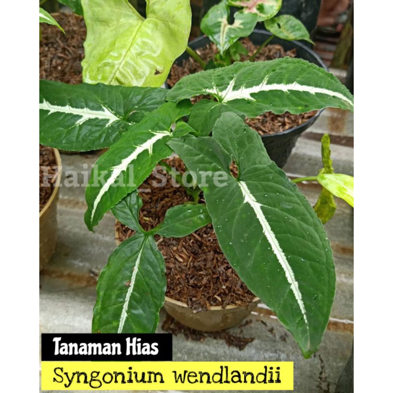 Tanaman Hias Syngonium wendlandii - tanaman syngonium wendlandii