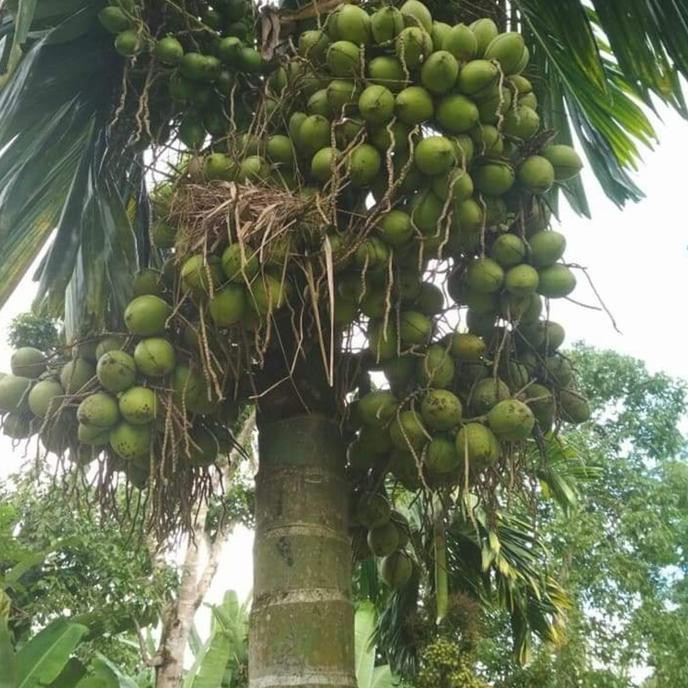 A+ 10 Bibit Pohon Buah Pinang Betara Unggul @_@