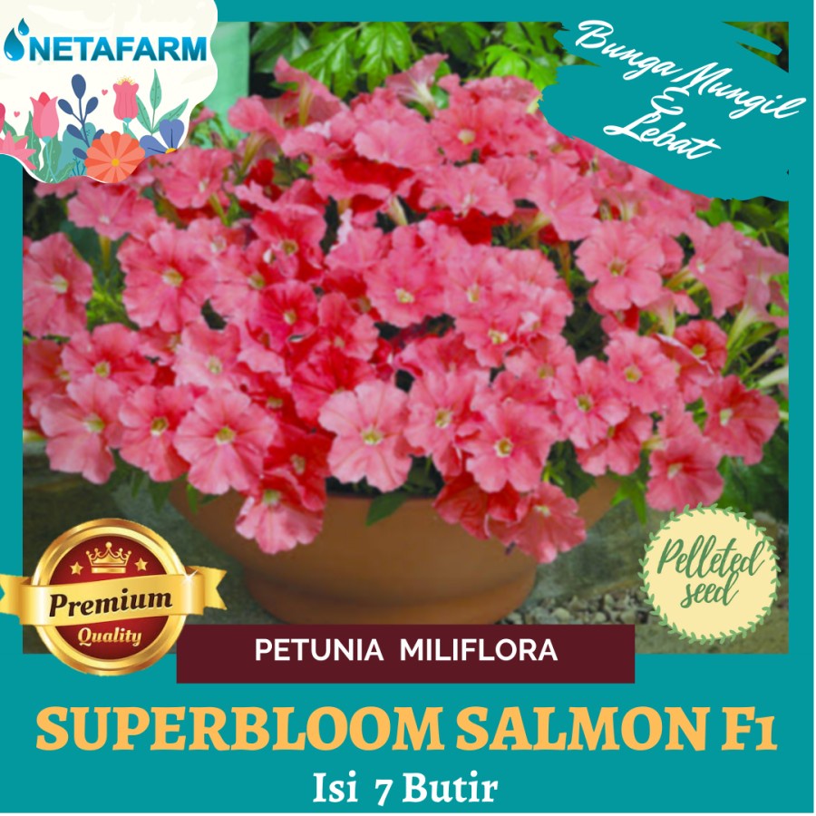 Benih Biji Bibit Bunga Petunia Miliflora Superbloom Salmon F1 - 7 Btr