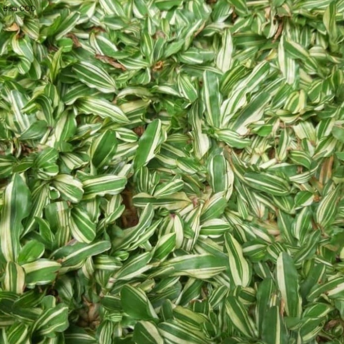 rumput gajah mini varigata - rumput gajah mini