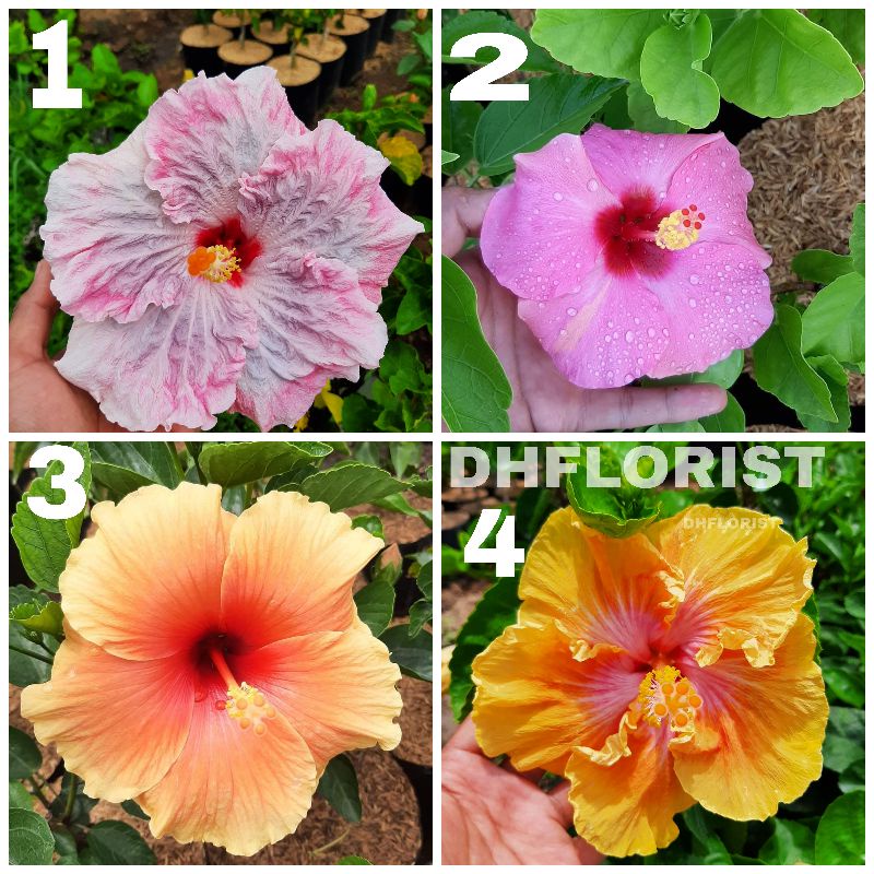 Bunga sepatu bangkok import remaja