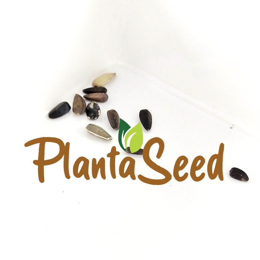 PlantaSeed - 10 Seeds - Autumn Beauty Sunflower Biji Bunga - PAS0213