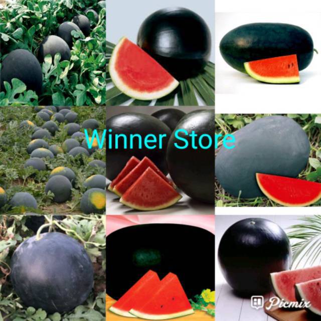 Tarik Sis Semongko Dan Semangka Halaman 1 Kompasiana Com