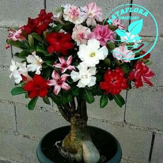 TERLARIS!!TANAMAN HIAS ADENIUM KAMBOJA JEPANG BUNGA TUMPUK//ADENIUM CABANG