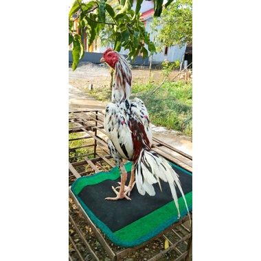 

Ayam muda usia 7 bulan Berbakat