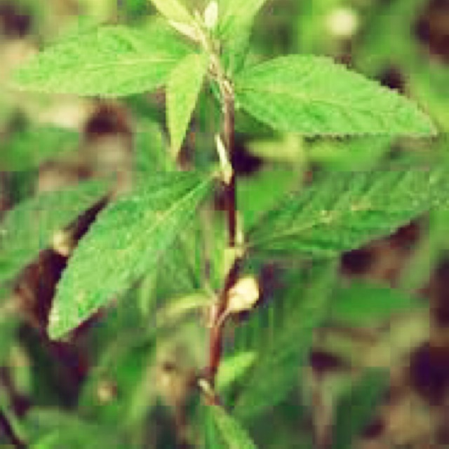 

Sidaguri jantan 500 gram