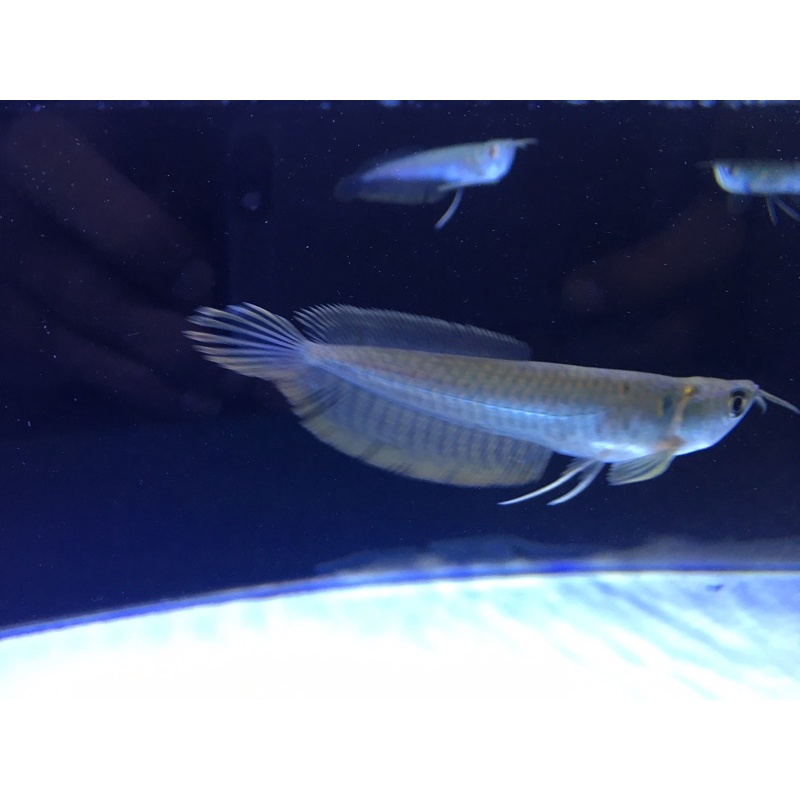 Ikan arwana silver red 10-11cm