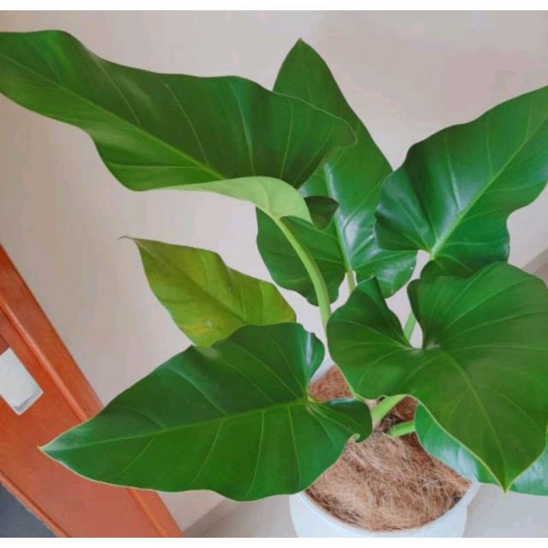 Philodendron Marble / Philo Marble