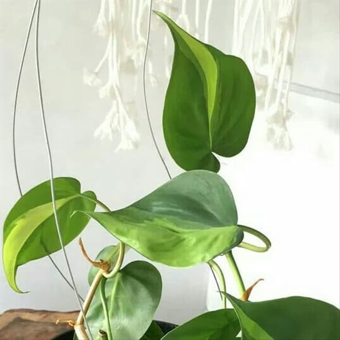 Jual Tanaman Hias Philodendron Brasil Pohon Sirih Brazil Tanaman Gantung Shopee Indonesia