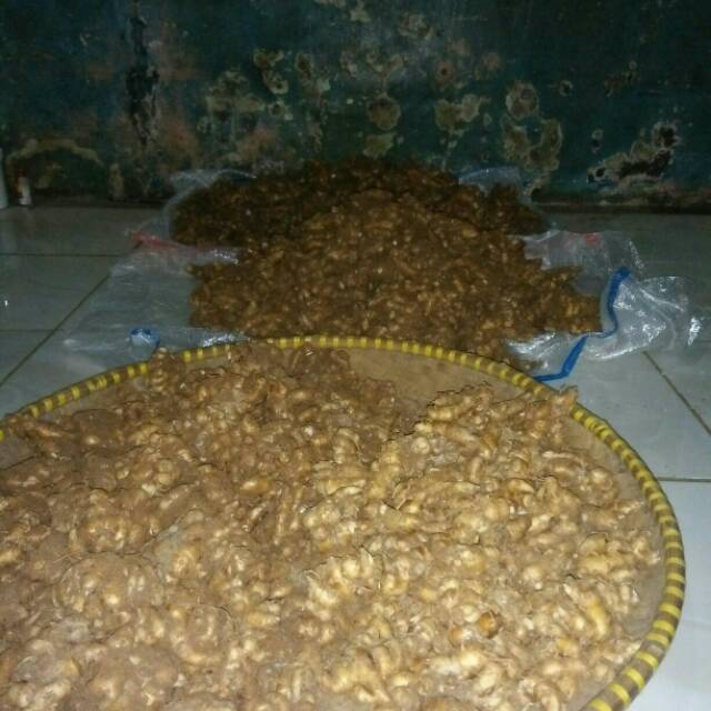 

Kencur segar 1 kg