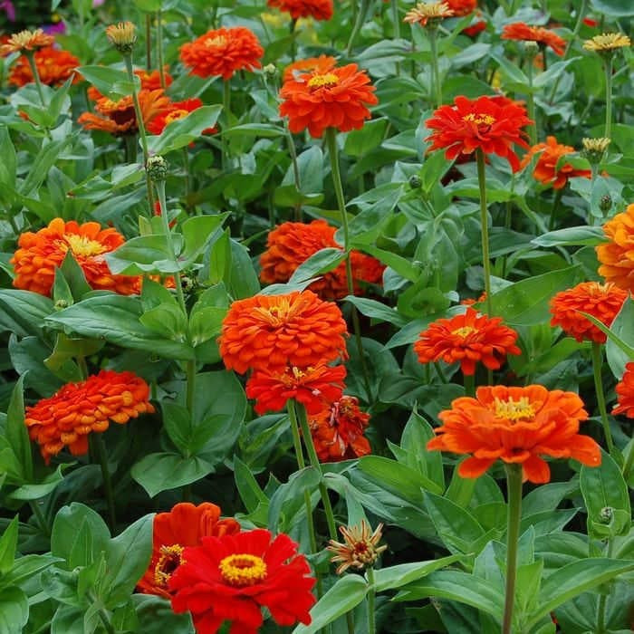 Haira Seed Bibit-BIji Bunga Zinnia Orange King