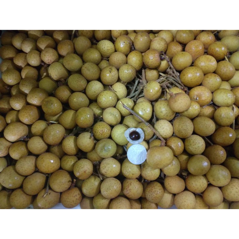 

Buah kelengkeng /klengkeng buah fresh