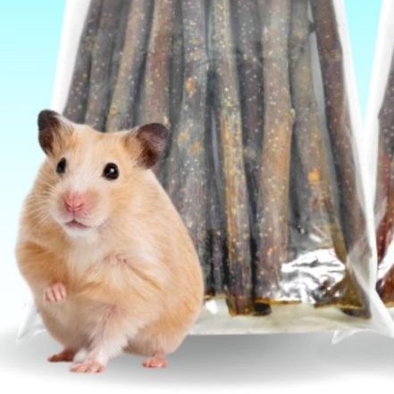 Hamster Syrian SH BETINA Short Hair Kirim Seluruh INDONESIA Lucu Bekal dan Makanan Hamster