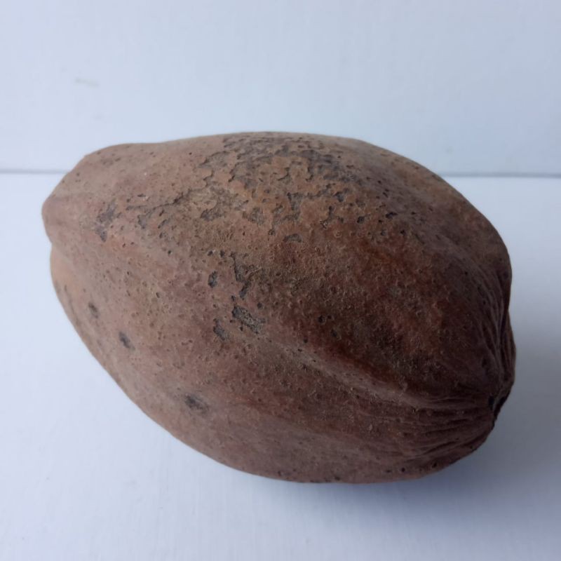 OBAT HERNIA - OBAT HERNIA TURUN BEROK - OBAT HERNIA AMPUH - OBAT HERNIA DEWASA - OBAT HERNIA HERBAL