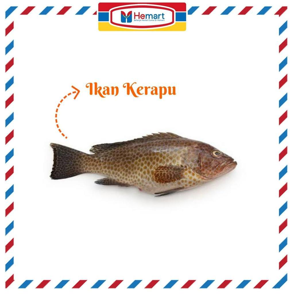 

IKAN KERAPU 1 KG / IKAN SEGAR
