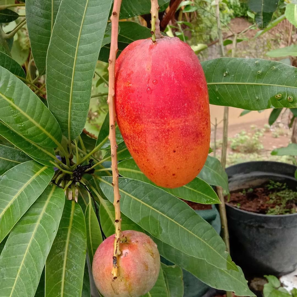 Boster Pupuk Bibit Mangga Agar bisa berbuah dengan cepat dan berbuah lebat