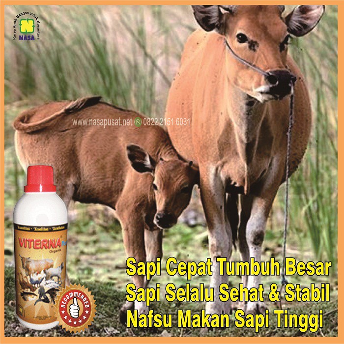 Vitamin Sapi Yang Bagus