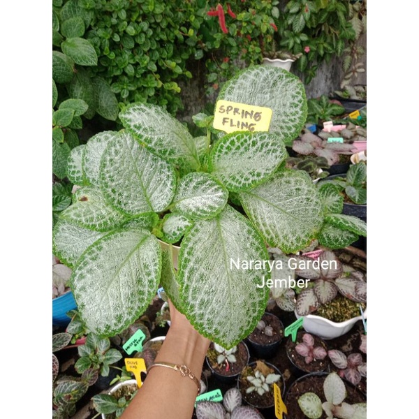 Episcia Import Spring Fling bunga kuning