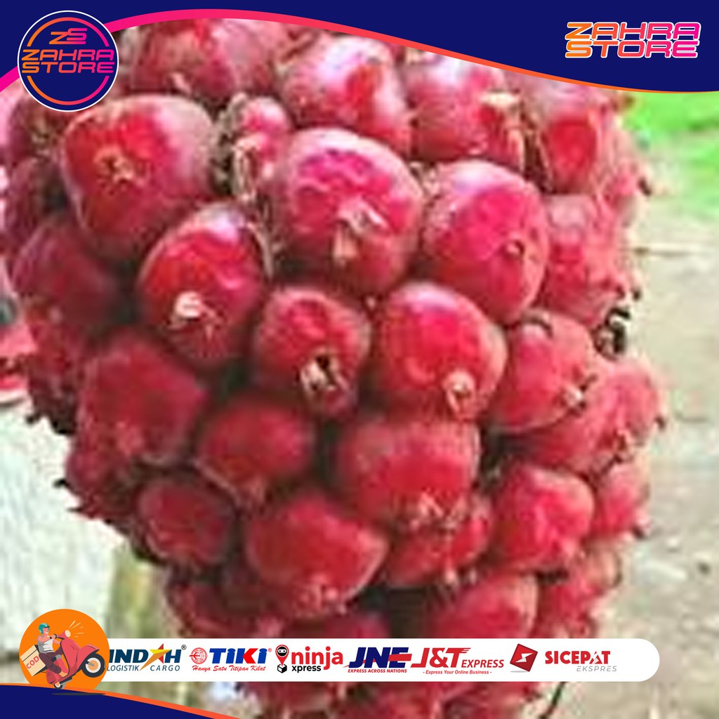

BUAH HONJE MERAH
