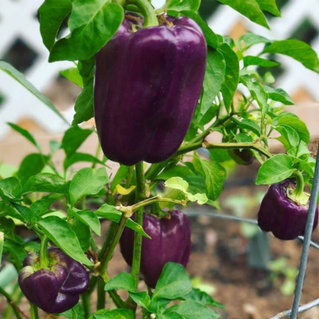 5 Biji - Benih Paprika Ungu PURPLE STAR F1