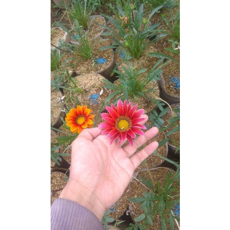 bunga gazania merah bata murah
