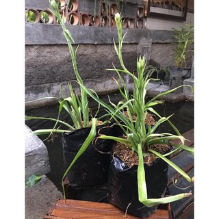 Ready Tanaman Bunga Sedap Malam Pengiriman Cepat Shopee Ready Tanaman Bunga Sedap Malam Pengiriman Cepat Shopee