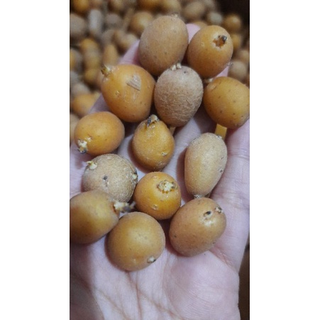 benih kentang G0 varietas Granola L