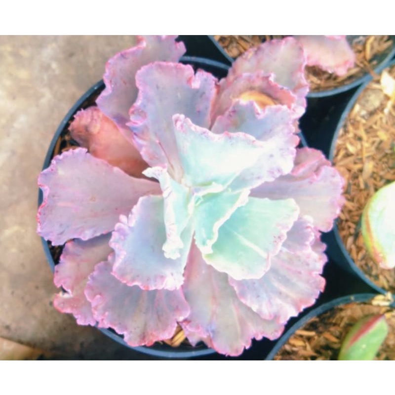 Tanaman Hias / Echeveria Cantili