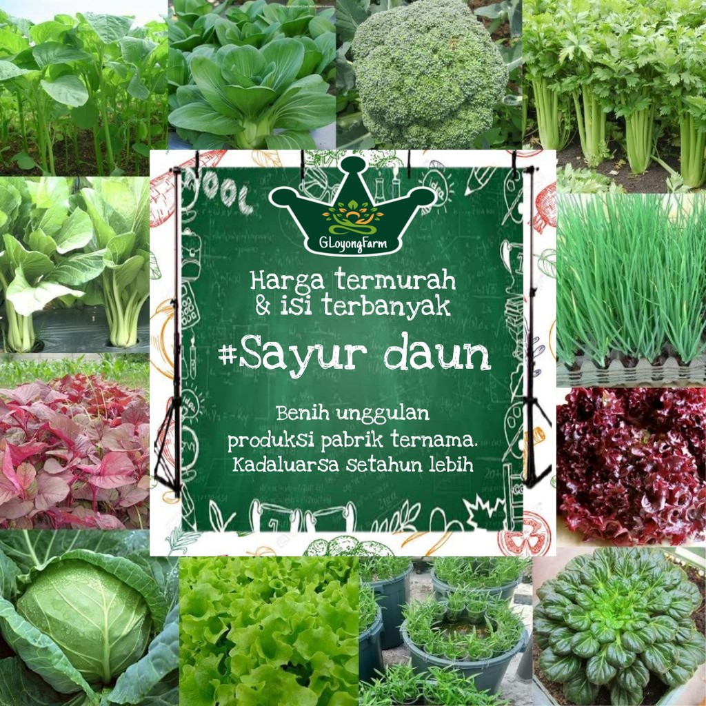 Benih Sayuran Selada Brokoli Kangkung Bayam Seledri Kubis BungaKol Pakcoy Caisim Kailan