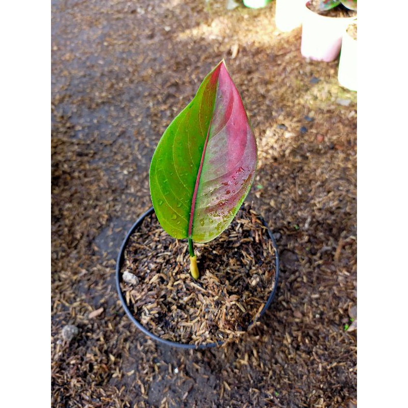 bunga aglonema Beby atau anakan ayunindi