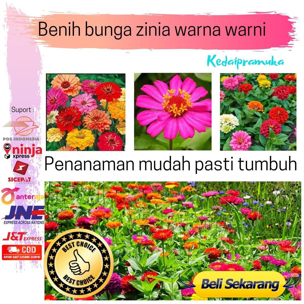 Bunga hidup hias / hiasan taman / Bunga Zinia warna warni / benih bunga zinnia / termurah COD