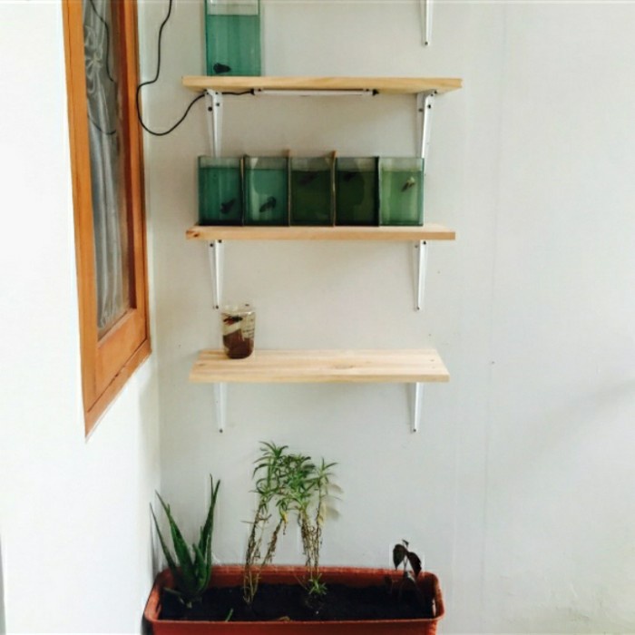 papan jati belanda lebar murah