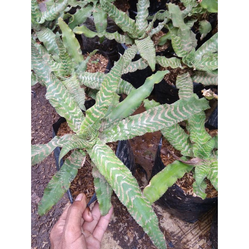 Tanaman hias bromelia toke hijau-sensifera tokek hijau.