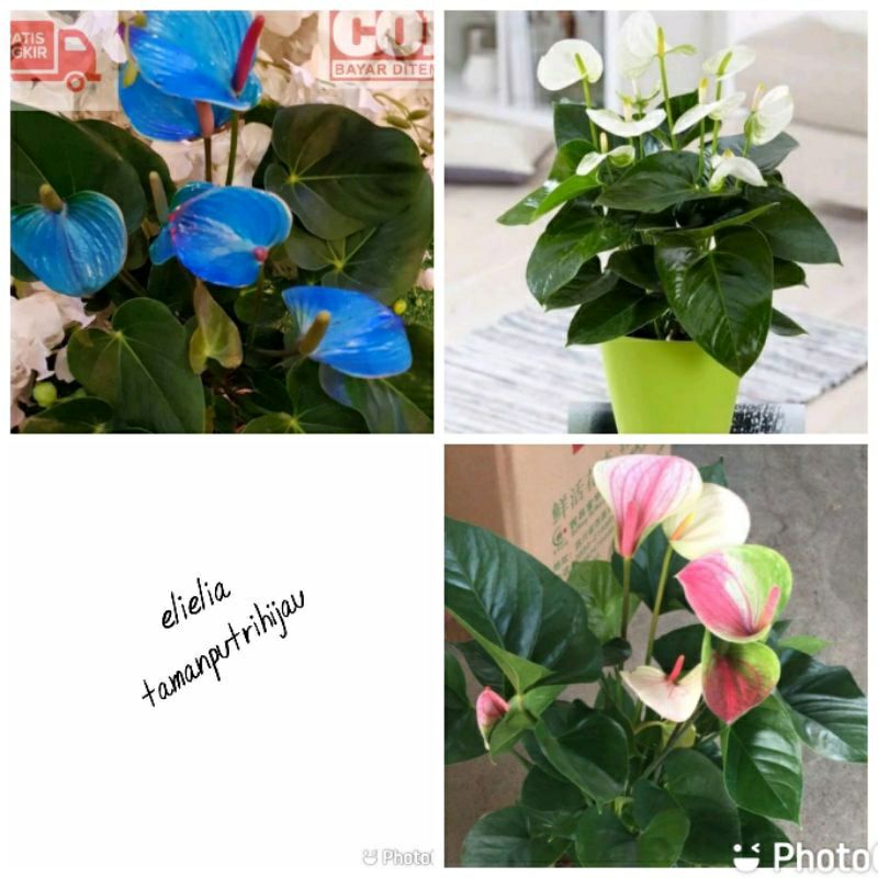 paket hemat 3 jenis bunga tanaman hias Anthurium mickey mouse-pohon mikimos,biru,putih,pink