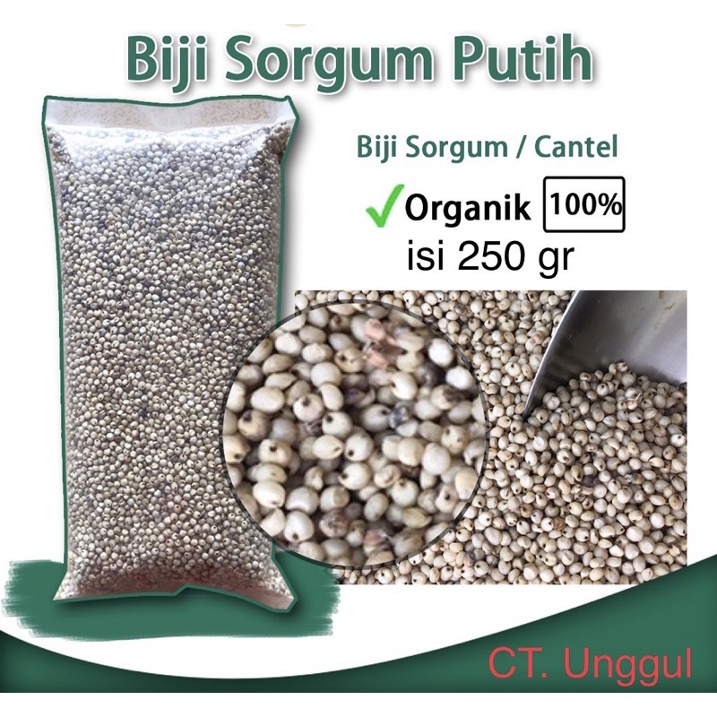 Sorgum Putih Berkualitas Original