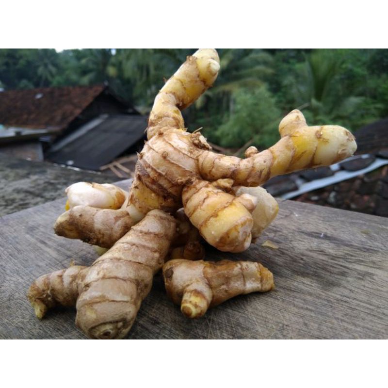 

TEMU TIS SEGAR KUNYIT BAYI KONENG PINGGANG TINGGANG 500gr